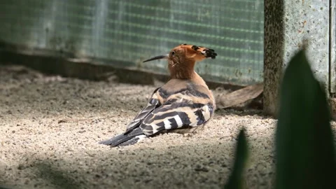 Common Eurasian hoopoe (Upupa epops) sitting in sand 動画素材 340035439
