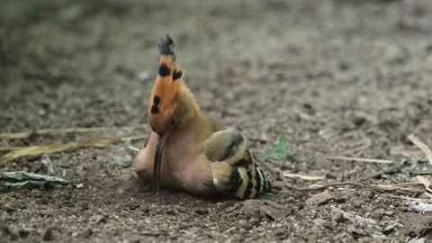 Common Eurasian hoopoe (Upupa epops) digging in sand 動画素材 340222427