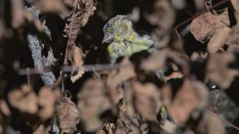 Common Eurasian siskin (Spinus spinus) female sleepy in bushes 動画素材 339786182