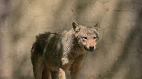 Common Eurasian wolf (Canis lupus lupus) looking around 動画素材 338011822