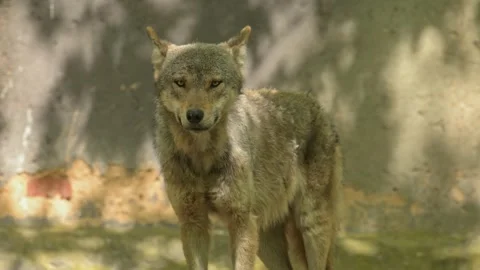 Common Eurasian wolf (Canis lupus lupus) looking around 動画素材 341723682