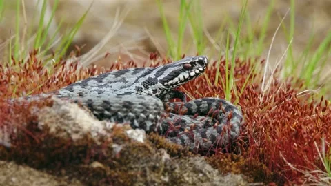Common European adder viper (Vipera berus) Видео 155892387