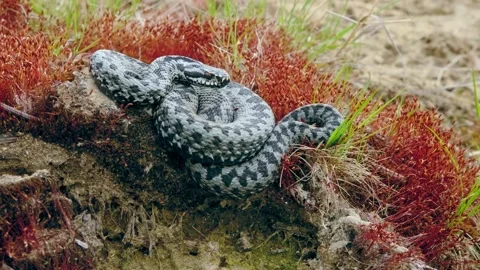 Common European adder viper (Vipera berus) Vídeos de archivo 155895083
