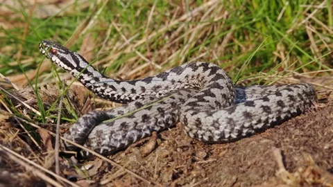 Common European adder viper (Vipera berus) 스톡 동영상 155895835