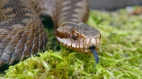 Common European adder viper (Vipera berus) tongue smelling Stock Footage 162848922