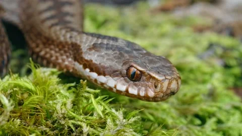 Common European adder viper (Vipera berus) crawling on forest ground Видео 162849983