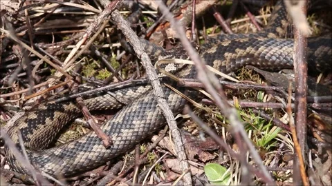 Common European adder yawning during a sunny spring day Stock Footage