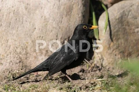 Common european blackbird Stock Photos