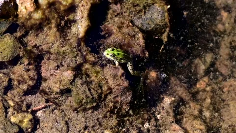 	common European frog 스톡 동영상 235925678