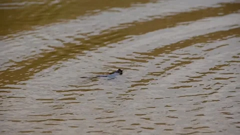 Common European frog 스톡 동영상 253778570
