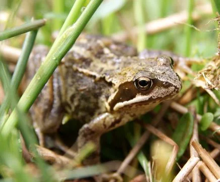 Common European Frog Stock Photos