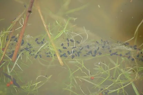 Common European toad Bufo bufo eggs lays a long double string of small black Stock Photos