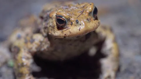 Common European Toad Displays Striking Red Eye and Rough Skin Texture in Stock Footage 333176855