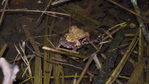 Common European Toad Pair Mating In Shallow Pond Among Submerged Vegetation Stock Footage 332826133