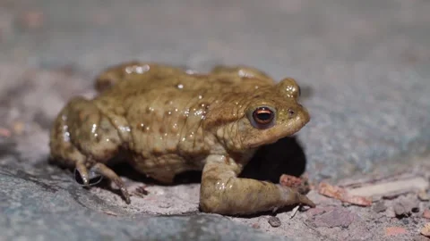 Common European Toad Resting On Asphalt Surface At Night With Moist Skin Stock Footage 333202236