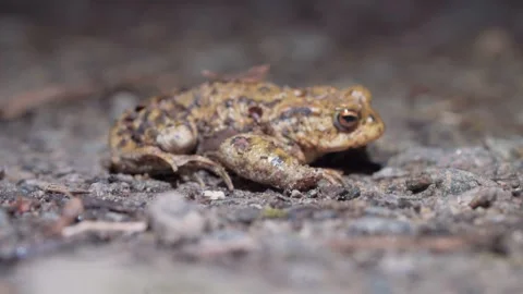 Common European Toad Revealed Through Smooth Rack Focus Transition (Macro Focus Stock Footage 333226054