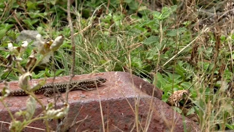 Common European wall lizard resting on a rusty steel railroad tie in a heathland Stock Footage 79831135