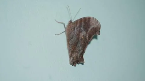 Common evening moth with brownish wings, subtle patterns, and nocturnal nature Stock Photos