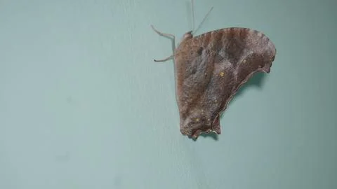 Common evening moth with brownish wings, subtle patterns, and nocturnal nature Stockfoto's