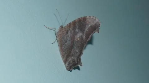 Common evening moth with brownish wings, subtle patterns, and nocturnal nature Stock-Fotos