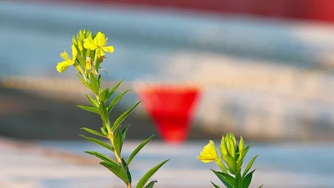 Common Evening Primrose Blooming in Full Profusion Beside a Construction Site,4K Stock-Footage 339149000