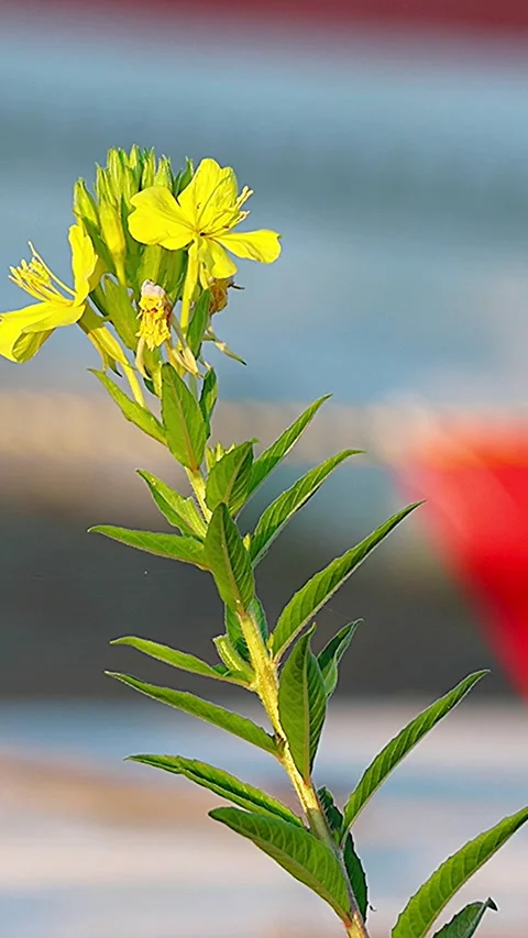 Common Evening Primrose Blooming in Full Profusion Beside a Construction Site,4K Stock-Footage 339149599