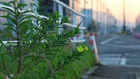 Common Evening Primrose Blooming on the Roadside of an Industrial Area, 4K Stock-Footage 339149009