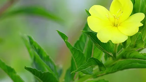 Common Evening Primrose Blooming on the Roadside of an Industrial Area, Morning Vidéo 339149069