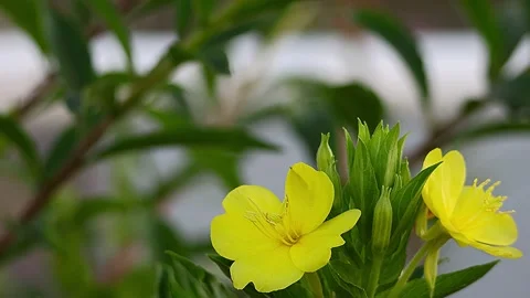 Common Evening Primrose Blooming on the Roadside of an Industrial Area, Morning Stock-Footage 339149530