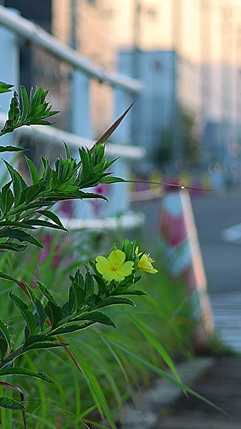 Common Evening Primrose Blooming on the Roadside of an Industrial Area, 4K Stock-Footage 339149531