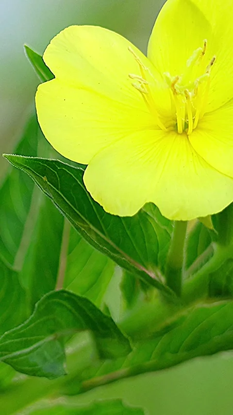 Common Evening Primrose Blooming on the Roadside of an Industrial Area, Morning Stock-Footage 339149560