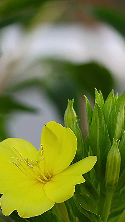 Common Evening Primrose Blooming on the Roadside of an Industrial Area, Morning Stock-Footage 339149575