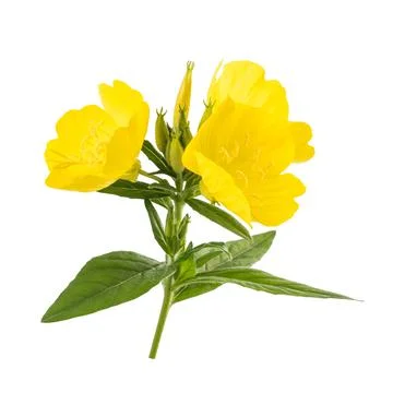Common evening primrose Stock Photos