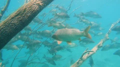 Common feeding carp 06 動画素材 123278278