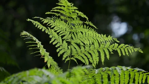 Common Fern plants Stock Footage 247774003