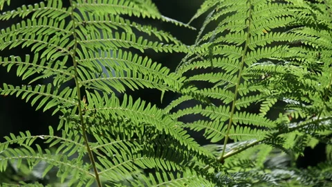 Common Fern plants Stock Footage 247774459