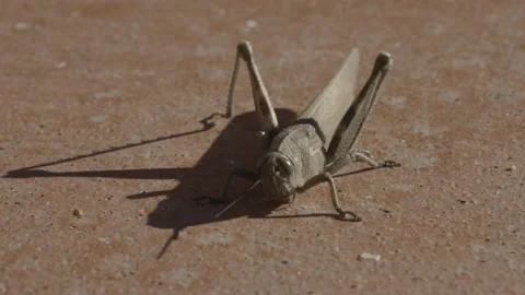 Common Field Grasshopper Video stock 329772151