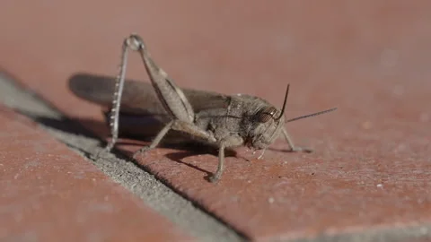 Common Field Grasshopper Slow-Motion Stock Footage 330428212
