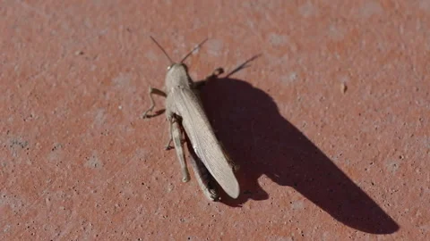 Common Field Grasshopper Slow-Motion 库存影片 330428862