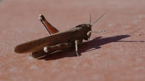 Common Field Grasshopper Slow-Motion Video stock 330429109