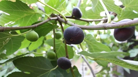Common fig fruit and fig leaves. Stockbeeldmateriaal 54303616