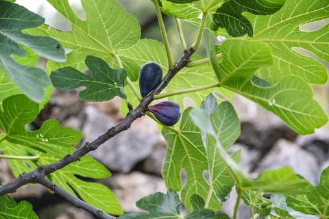 Common fig fruit tree growing in garden. Stock Photos