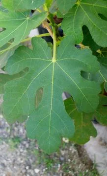 Common fig leaf Stock Photos