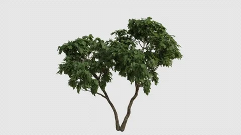 Common Fig Tree blowing in the wind. Alpha Channel. Loop Animation Stock Footage 278580147