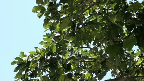 Common fig tree (Ficus carica) Vídeo Stock 92863530