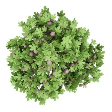 Common fig tree with figs isolated on white background. top view. 3d illustra Stock Illustration