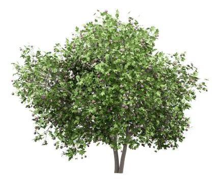 Common fig tree with figs isolated on white background. 3d illustration Stock Illustration