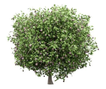Common fig tree with figs isolated on white background. 3d illustration Illustrazione stock