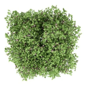 Common fig tree with figs isolated on white background. top view. 3d illustra Stock Illustration