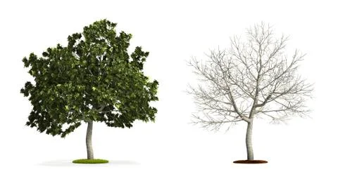 Common fig tree. Stock Illustration